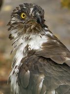 eagle or pernis apivorus