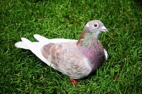 pigeon on the grass