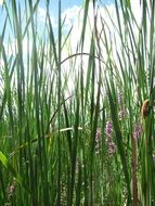 High Green reed