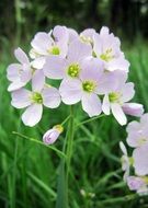 incomparable cuckoo flower