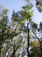 trees with green leaves against a clear sky