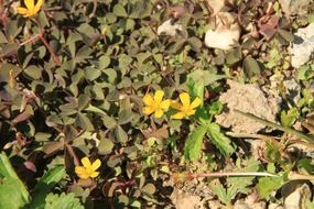 yellow clover flowers