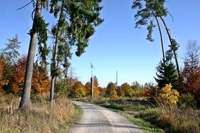 beautiful forest path