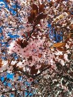 bottom view of the spring flowering trees