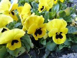 yellow violets with green leaves