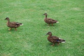 three brown ducks on a green lawn