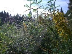 cobweb on a green plant