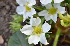 closeup photo of White strawberry flowers on the field