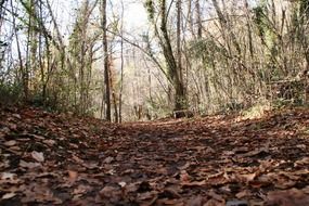 landscape picture of the autumnal forest