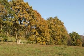 forest autumn october