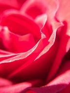 Macro photo of the beautiful rose
