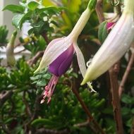 purple fuchsia flower