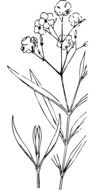 Black and white oleanders clipart