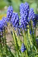 spring blue flowers