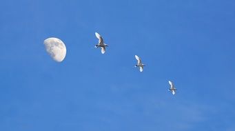 three seaguls in blue sky and moon