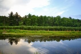 summer forest and sky mirroring in still water