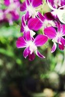 brightly colored orchid flowers