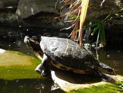 turtle above the water