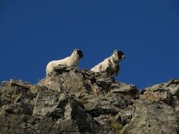 Landscape with the sheeps on the mountain
