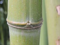 bamboo stalk close up