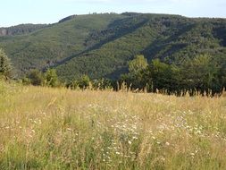 view from the meadow of the green slope