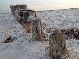 stumps in the sand on the ocean beach