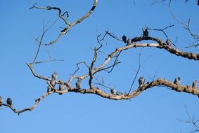 perched pigeons on a tree in the cristina enea park