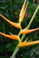 yellow bird of paradise flower