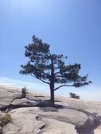picture of the tree on a mountain