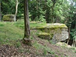 palatinate forest on rock formations, germany