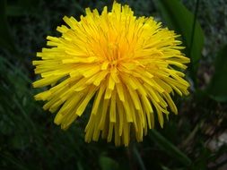 lush yellow dandelion