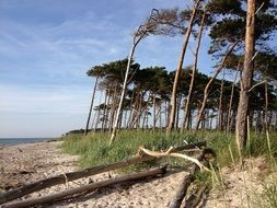 coniferous trees on the shore of the Baltic Sea