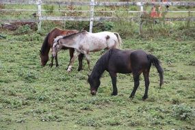 country horses new england