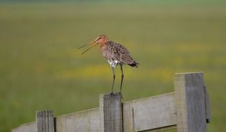 extraordinary beauty godwit pole bird