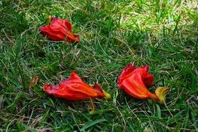 african tulpenbaum in the grass