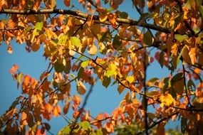 autumn soft light on the leaves