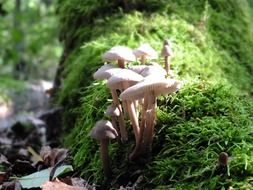 most beautiful mushrooms