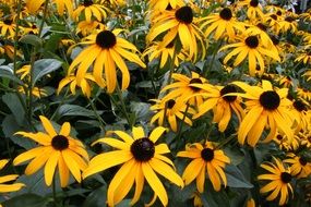 blooming yellow flowers in a botanical garden