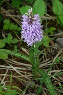 light purple heath spotted orchid