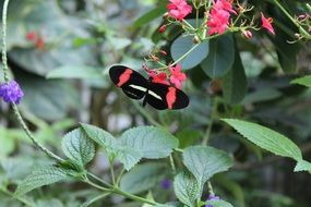 black butterfly on leaves