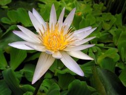 waterlily white flower flora plant