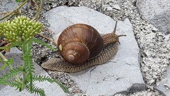 Large snail on a stone