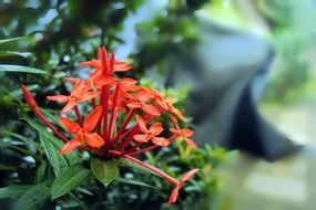 Beautiful, red santan flowers with green leaves in Mawanella, Sri Lanka in the wildlife