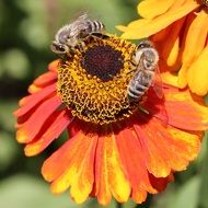 bees on the orange flowers