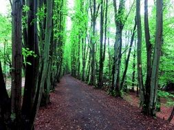 forest tree leaves, kasbachtal