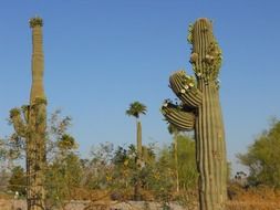 saguaro cactus in the desert