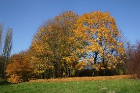 view of the autumn park