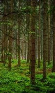 panorama of the dense green forest in Slovenia