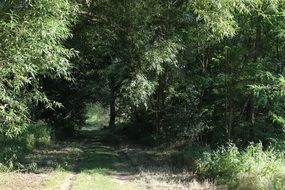 natural forest path on a sunny day