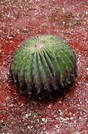 spherical cactus in nature